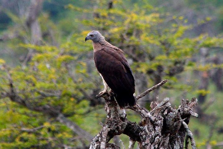 Wilpattu National Park Private Safari (All Inclusive) From Negombo - Image 5