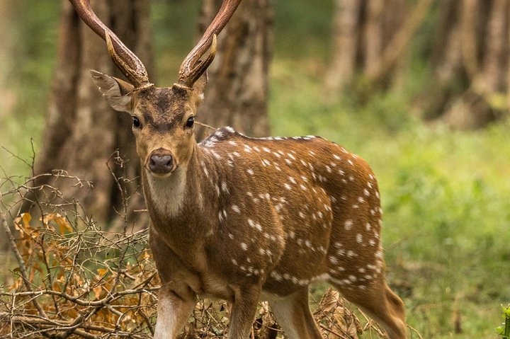 Wilpattu National Park Private Safari (All Inclusive) From Negombo - Image 3
