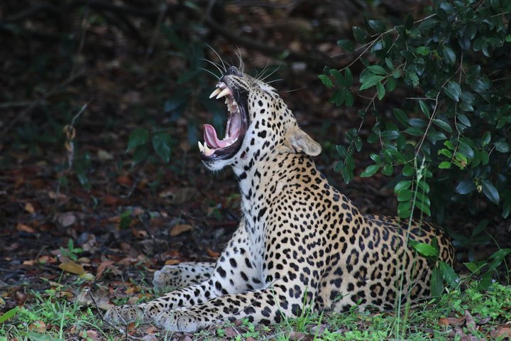 Wilpattu National Park Safari from ColomboNegombo by Private vehicle with Driver - Image 4