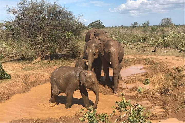 Wilpattu National Park Safari from ColomboNegombo by Private vehicle with Driver - Image 3