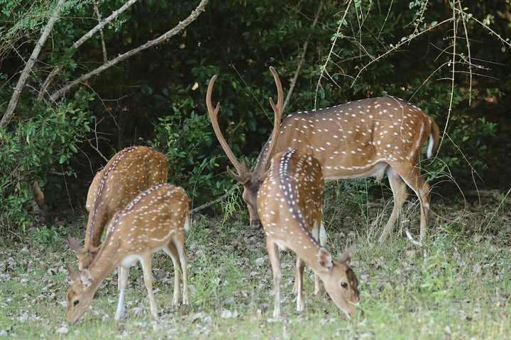 Wilpattu National Park Safari from ColomboNegombo by Private vehicle with Driver - Image 5