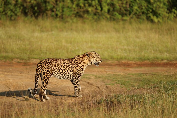 Yala Day Tour and Safari from Colombo,Negombo by Private vehicle with Driver - Image 2