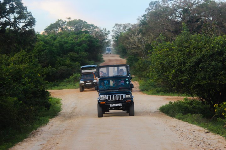 Yala Day Tour and Safari from Colombo,Negombo by Private vehicle with Driver - Image 3