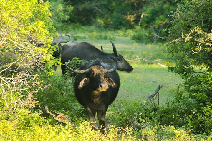 Yala Day Tour and Safari from Colombo,Negombo by Private vehicle with Driver - Image 5