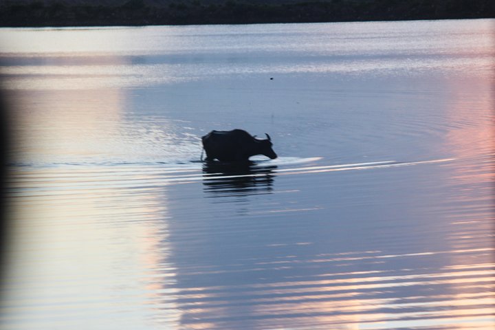 Yala Day Tour and Safari from Colombo,Negombo by Private vehicle with Driver - Image 4