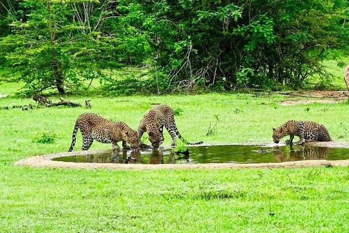 Yala National Park Safari Tour - 2 nights 3 days - Image 5