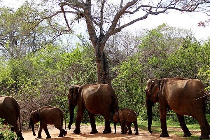Yala National Park Safari Tour - 2 nights 3 days - Image 2