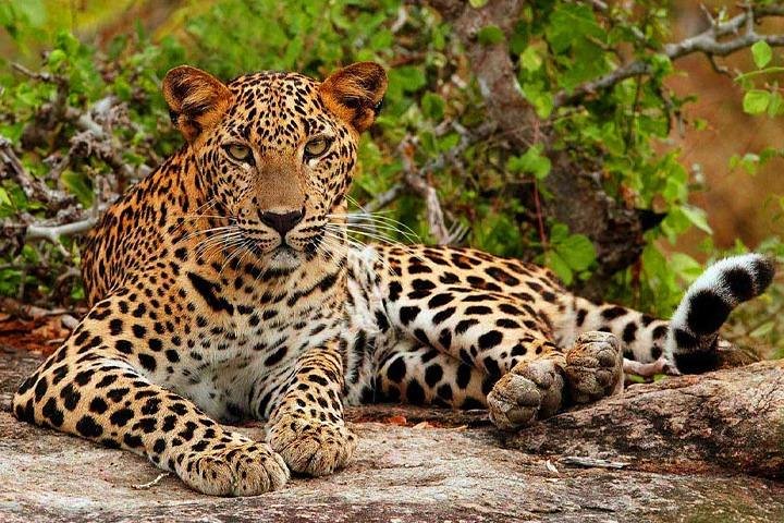 Yala National Park Safari Tour - 2 nights 3 days - Image 1