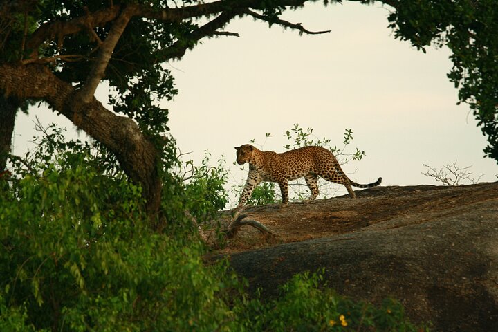 Yala National Park Safari Tour - 2 nights 3 days - Image 4