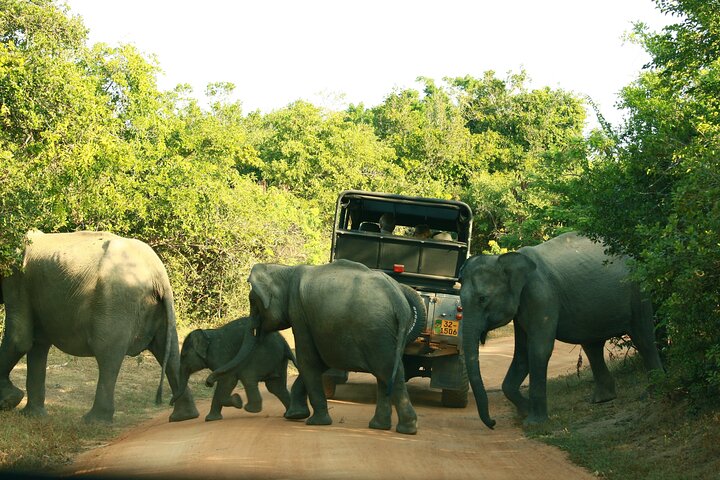Yala National Park Safari Tour - 2 nights 3 days - Image 3