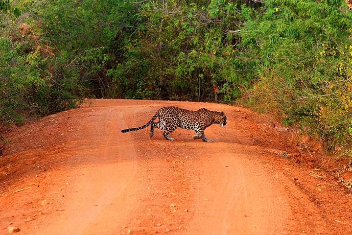 Yala Safari Day Trip from Bentota/ Kalutara/ Ahungalla/ Hikkaduwa - Image 1