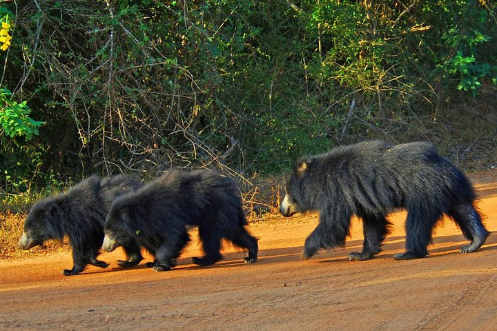 Yala Safari Day Trip from Bentota/ Kalutara/ Ahungalla/ Hikkaduwa - Image 3