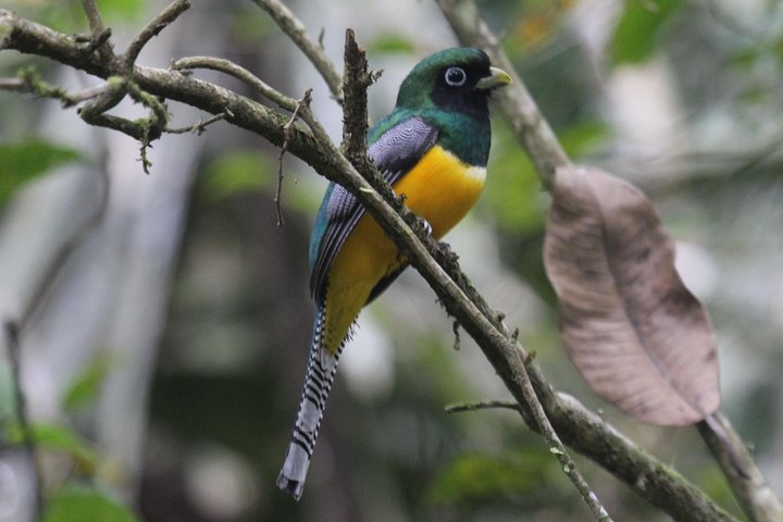 Birding ACHIOTE ROAD from Cruise Ship Colon Port - Image 2