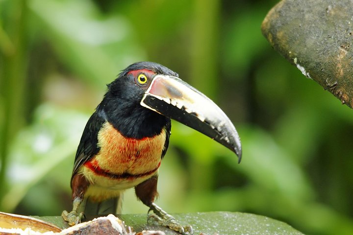 Birding ACHIOTE ROAD from Cruise Ship Colon Port - Image 3
