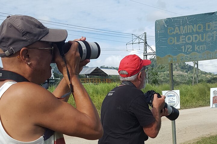 Birding ACHIOTE ROAD from Cruise Ship Colon Port - Image 5