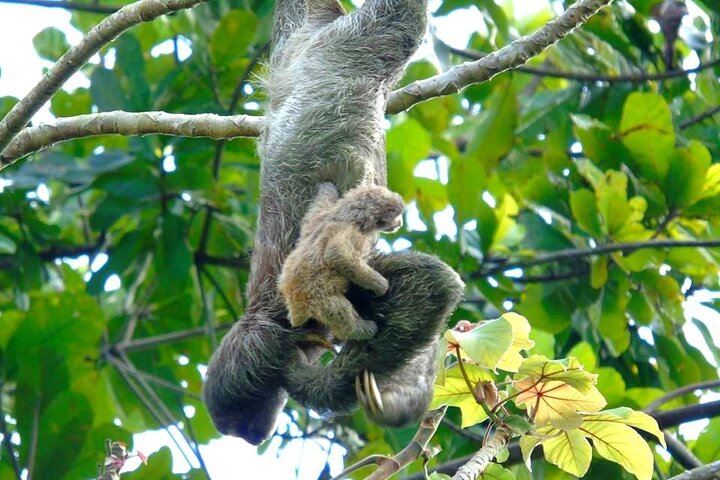 Cruiseline Excursion Colon: Rainforest, San Lorenzo Fort and Canal Expansion - Image 3