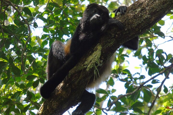 Cruiseline Excursion Colon: Rainforest, San Lorenzo Fort and Canal Expansion - Image 2