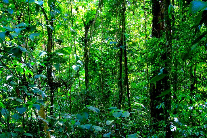 Cruiseline Excursion Colon: Rainforest, San Lorenzo Fort and Canal Expansion - Image 4