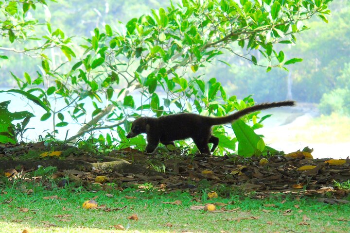 Cruiseline Excursion Colon: Rainforest, San Lorenzo Fort and Canal Expansion - Image 5