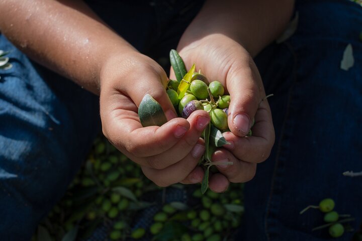 Corfu Organic Olive Oil Tasting at Family Farm  - Image 2