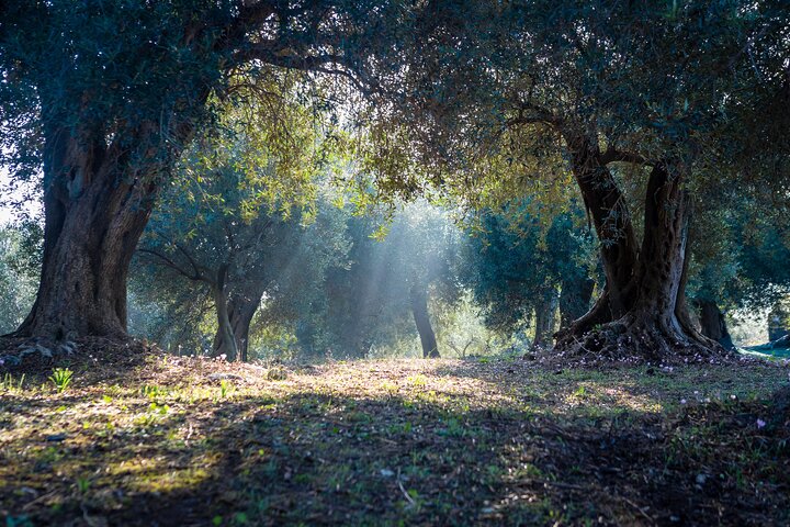 Corfu Organic Olive Oil Tasting at Family Farm  - Image 3