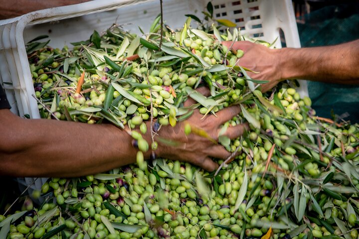 Corfu Organic Olive Oil Tasting at Family Farm  - Image 4