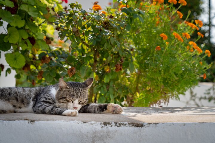 Full Day Private Tour to the North of Corfu Island - Image 2
