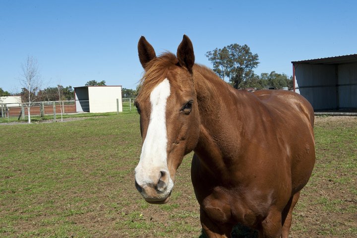 Horse Therapy on smaragd island - Image 1