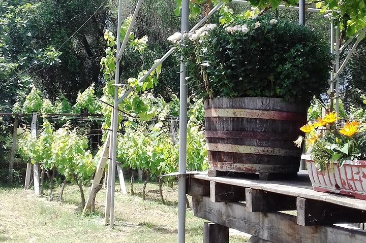 Private Corfu Highlights and Wine Tour - Image 2