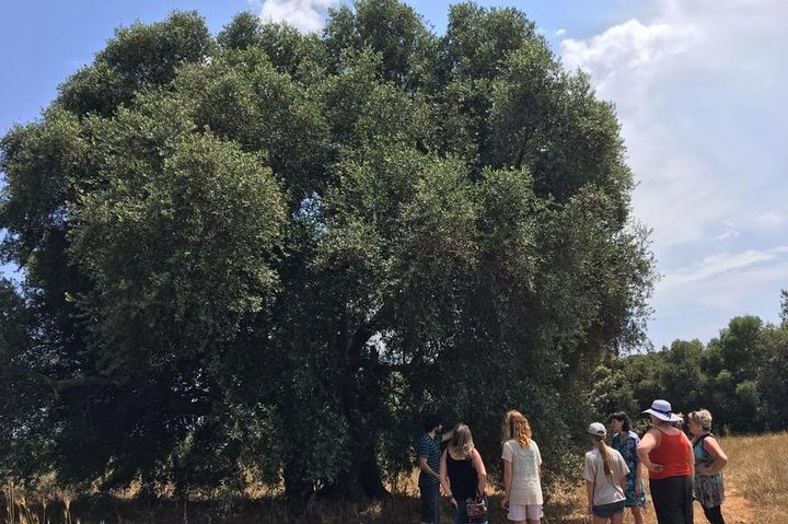 The Governor Olive Mill Tour with Olive Oil Tasting - Image 3