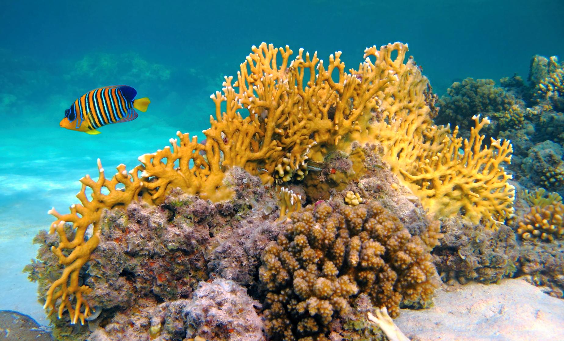 Amazing Shore Snorkel and Taco Workshop - Image 1