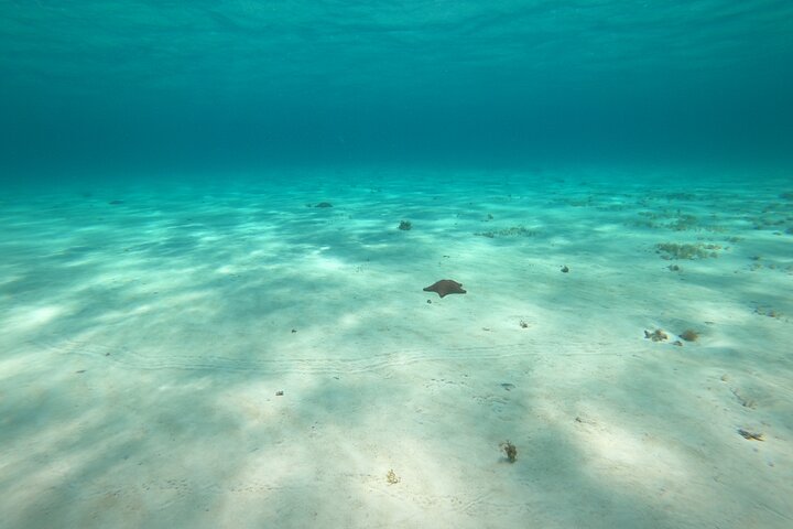Bavarian Fiesta Snorkel Activity in Glass Bottom Boat at San Miguel de Cozumel - Image 2