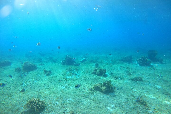 Bavarian Fiesta Snorkel Activity in Glass Bottom Boat at San Miguel de Cozumel - Image 4