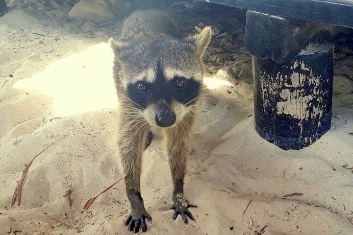 Cozumel National Park and Beach Break: Private Tour - Image 5