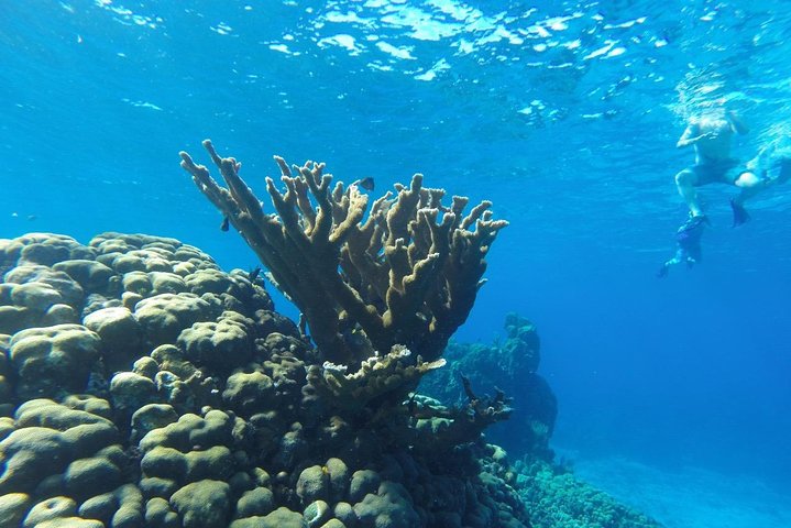  Cozumel Shore Excursion: 3 Reefs Snorkel & El Cielo Experience - Image 4
