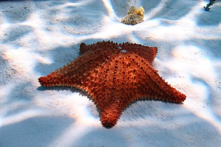 Cozumel Snorkeling Tour: Palancar, Columbia and El Cielo Reefs - Image 1