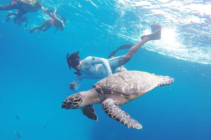 Cozumel Snorkeling Tour: Palancar, Columbia and El Cielo Reefs - Image 4