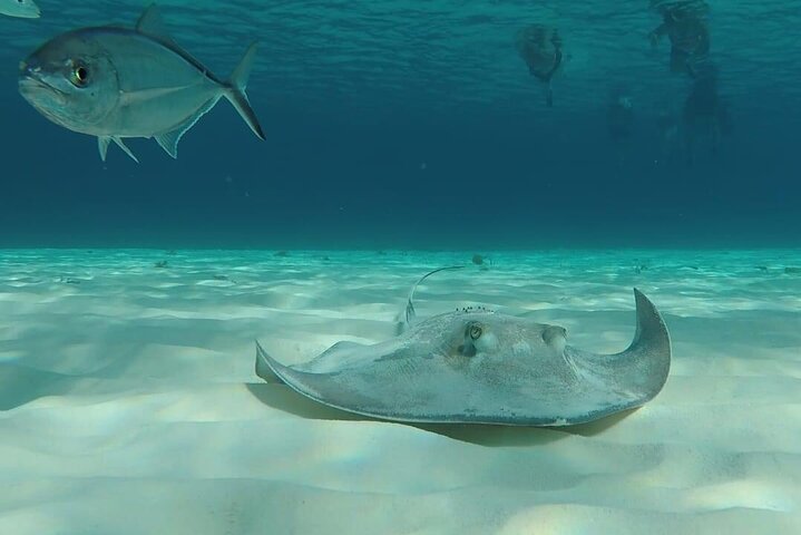 Cozumel Snorkeling Tour: Palancar, Columbia and El Cielo Reefs - Image 3