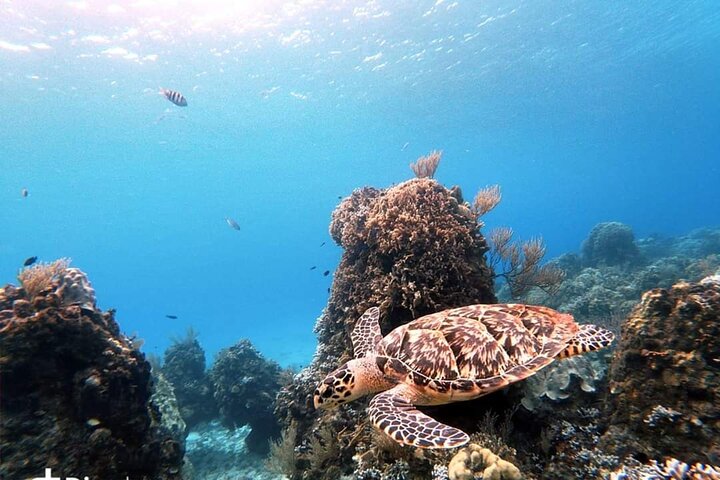 Cozumel Snorkeling Tour: Starfish, Stingrays and the Turtle Bay Experience - Image 5
