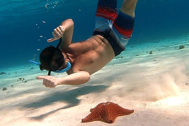 Cozumel Snorkeling Tour: Starfish, Stingrays and the Turtle Bay Experience - Image 4