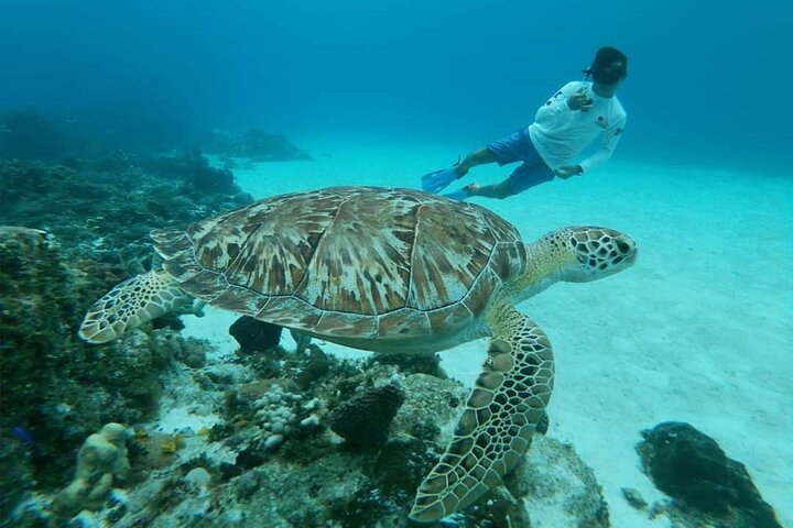 Cozumel Snorkeling Tour: Starfish, Stingrays and the Turtle Bay Experience - Image 3
