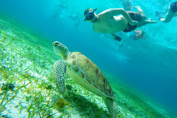 Cozumel Snorkeling Tour: Starfish, Stingrays and the Turtle Bay Experience - Image 1