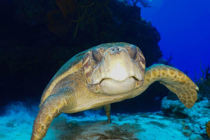 Discover Scuba Diving in Cozumel - Image 4