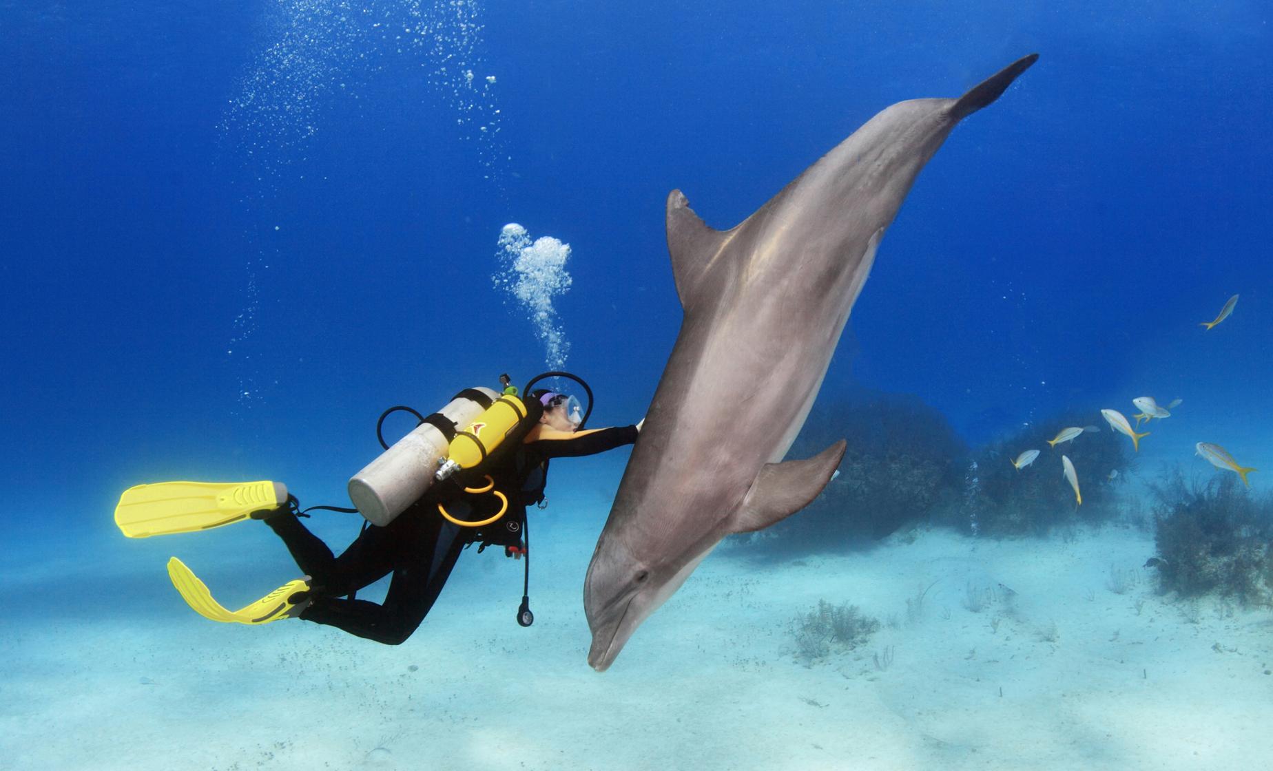 Diving with Dolphins - Image 1