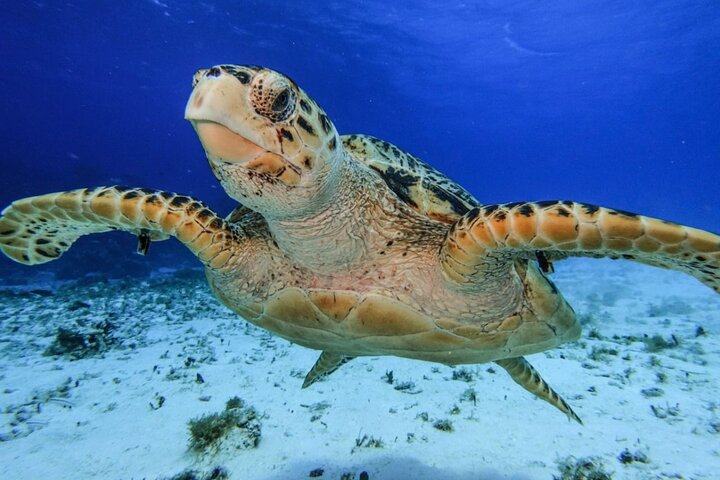 El Cielo Cozumel Snorkeling by Private Boat - Image 4