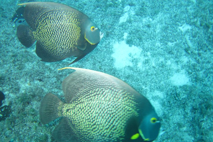 Express Glass-Bottom Boat and Snorkeling Tour with Beach Break  - Image 5