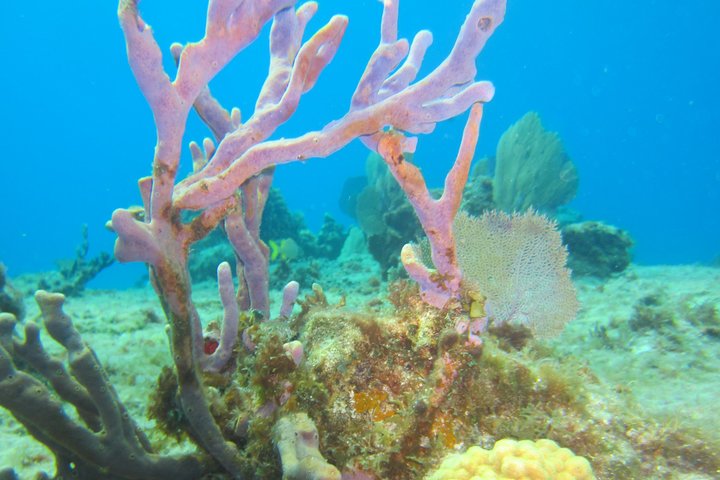 Express Glass-Bottom Boat and Snorkeling Tour with Beach Break  - Image 3