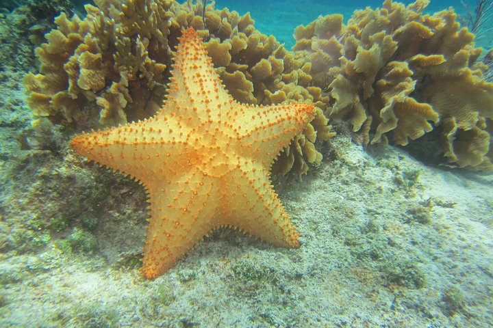 Express Glass-Bottom Boat and Snorkeling Tour with Beach Break  - Image 4