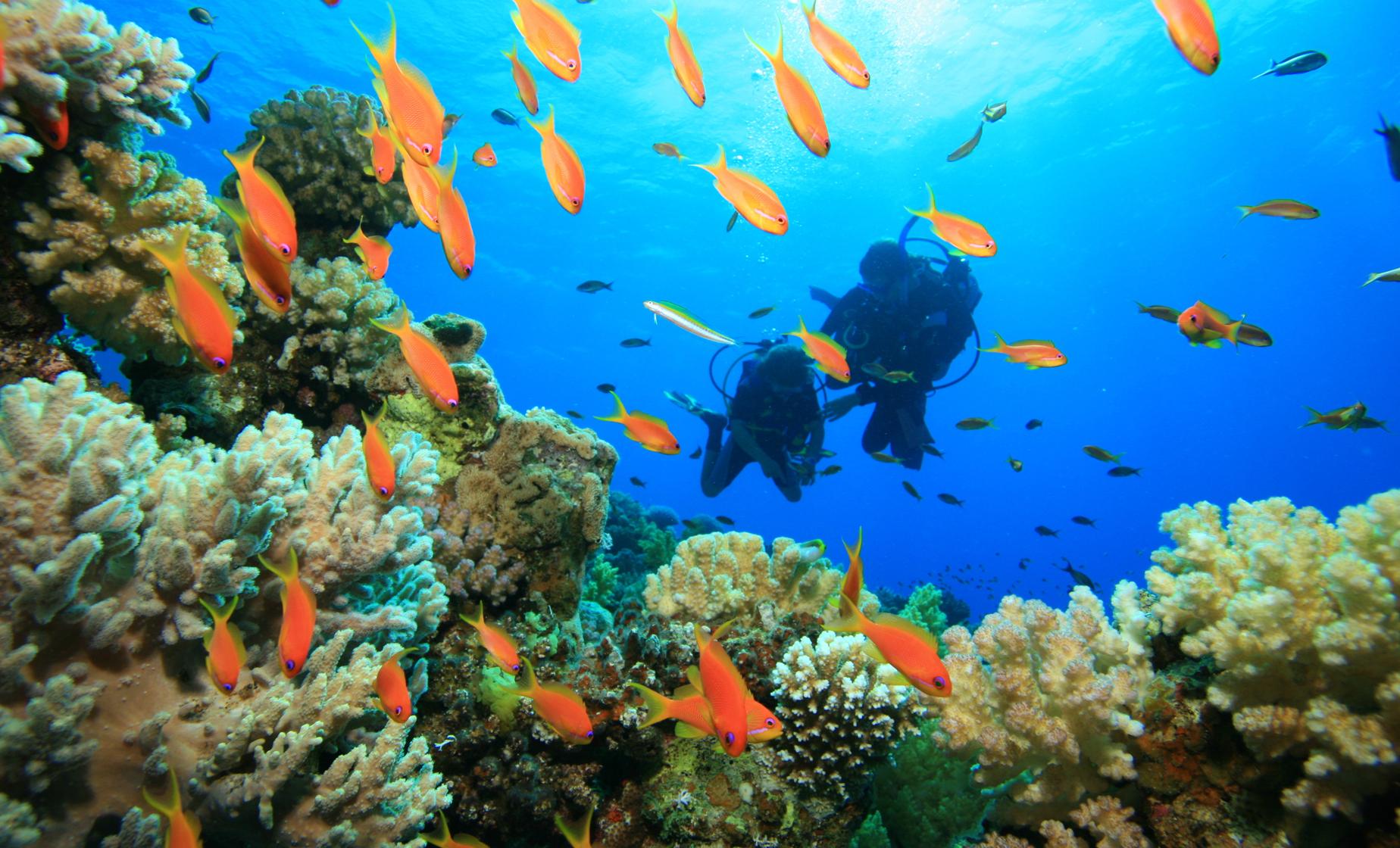 Introduction to Scuba - Image 1