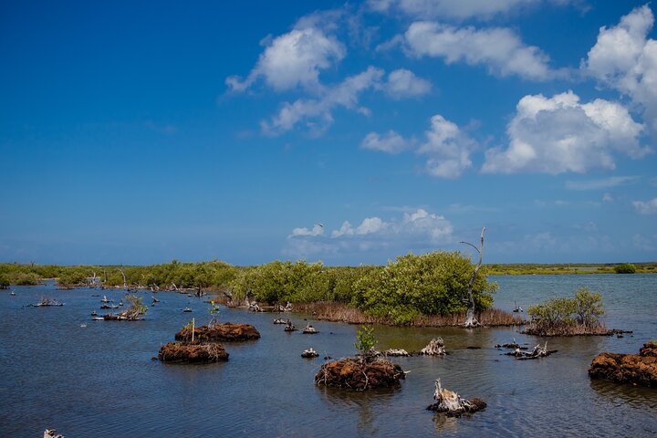 Private Buggy Tour and Punta Sur Park in Cozumel: All-Inclusive - Image 4